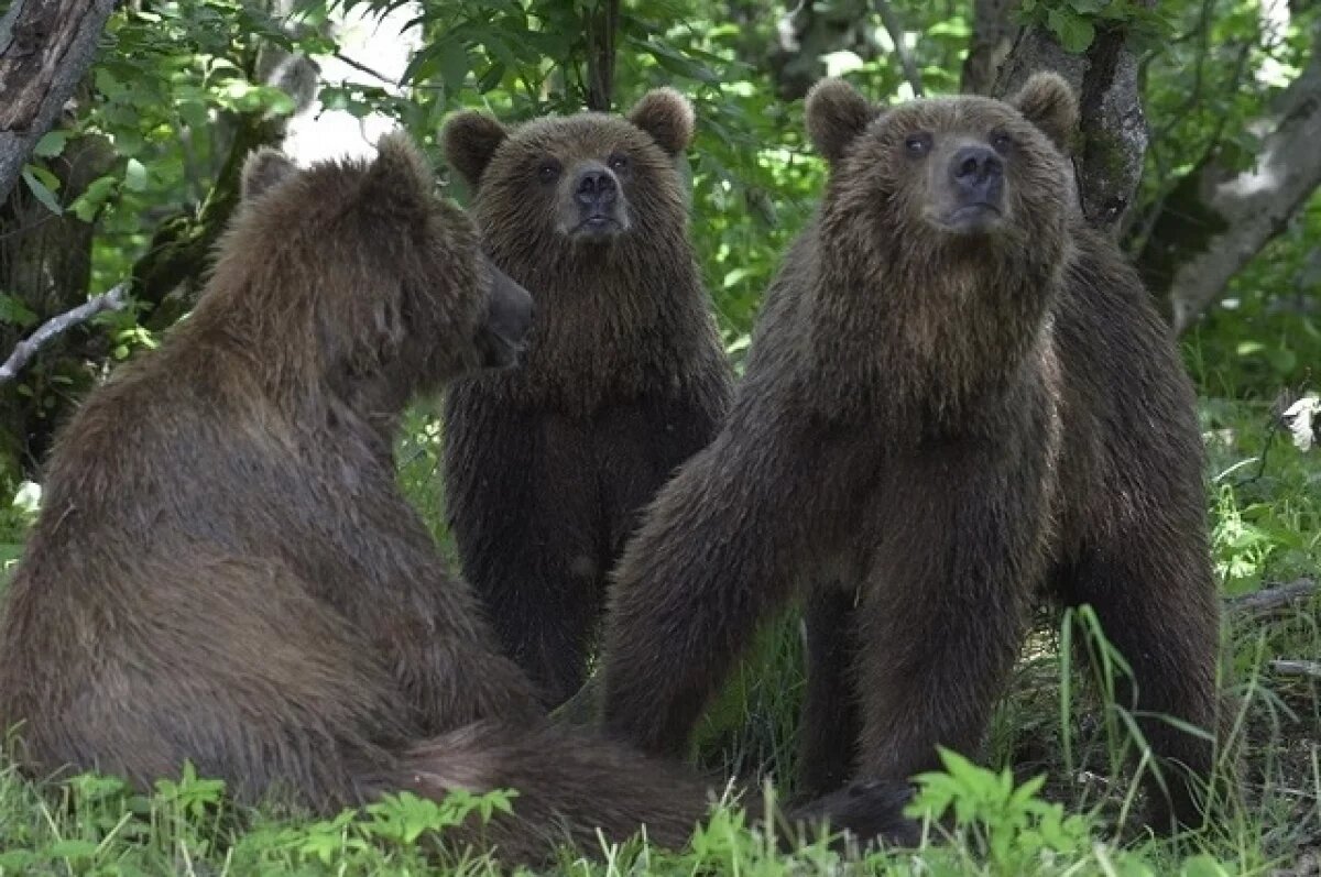    Ночью в Палане на Камчатке дежурят охотники