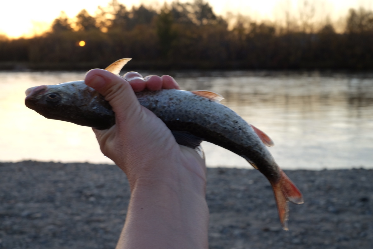 Хариус! Фото автора.