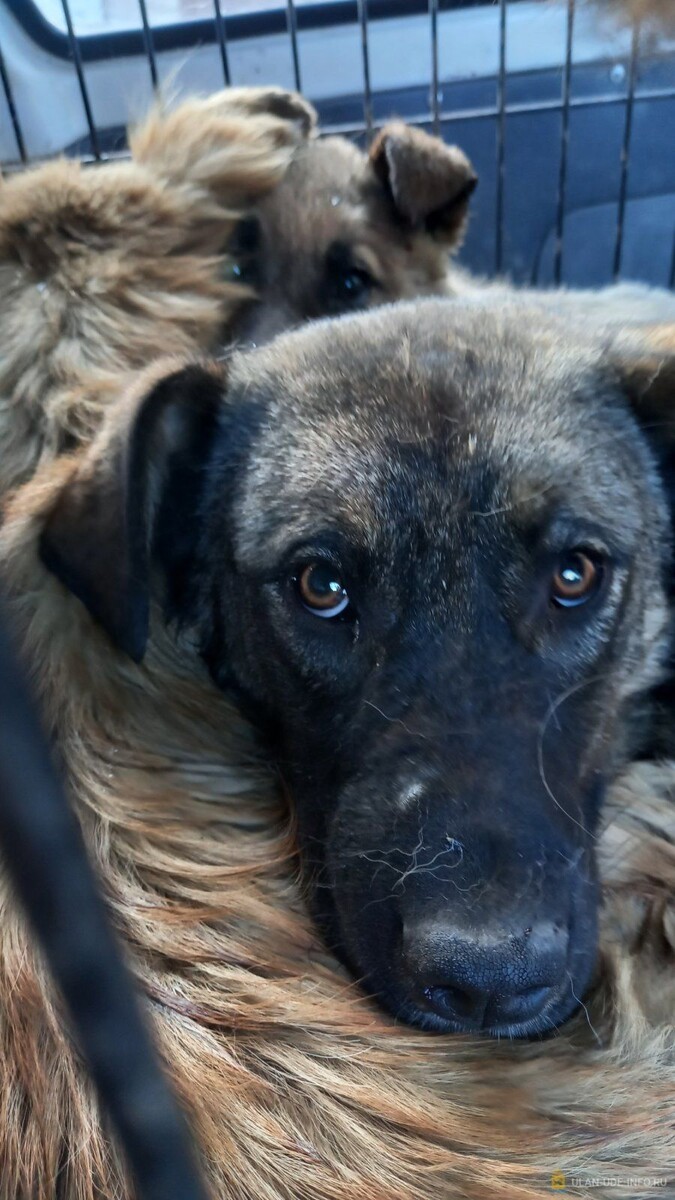    Собака / Источник: Администрация Улан-Удэ