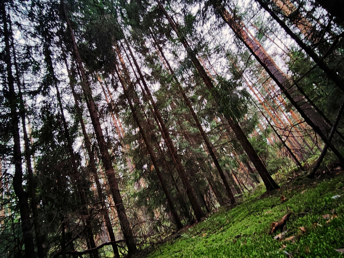 Гусь-Хрустальный. Все лесные фото сделаны в черте города