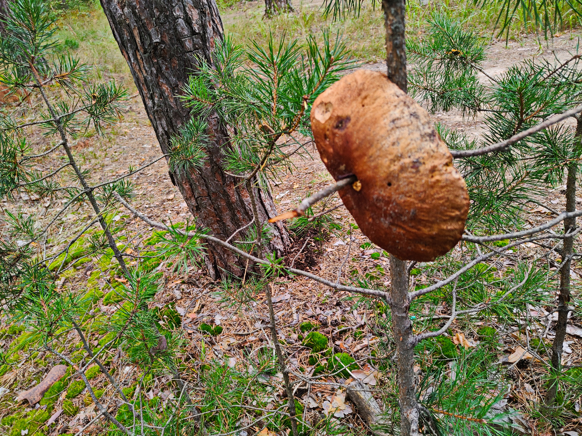 Гусь-Хрустальный - город!