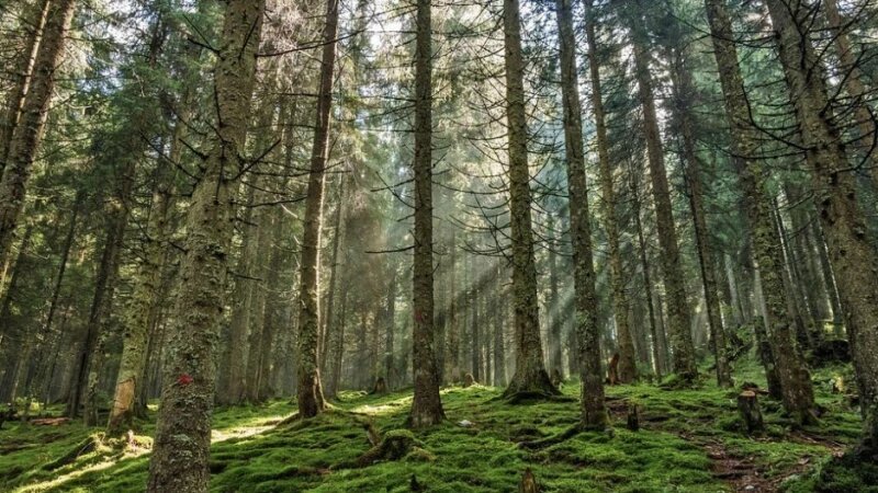     Лес, сосны. CC0