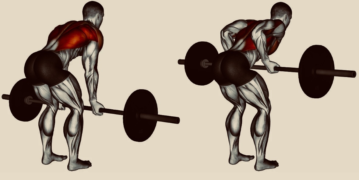 Тяга штанги в обратном хвате в наклоне