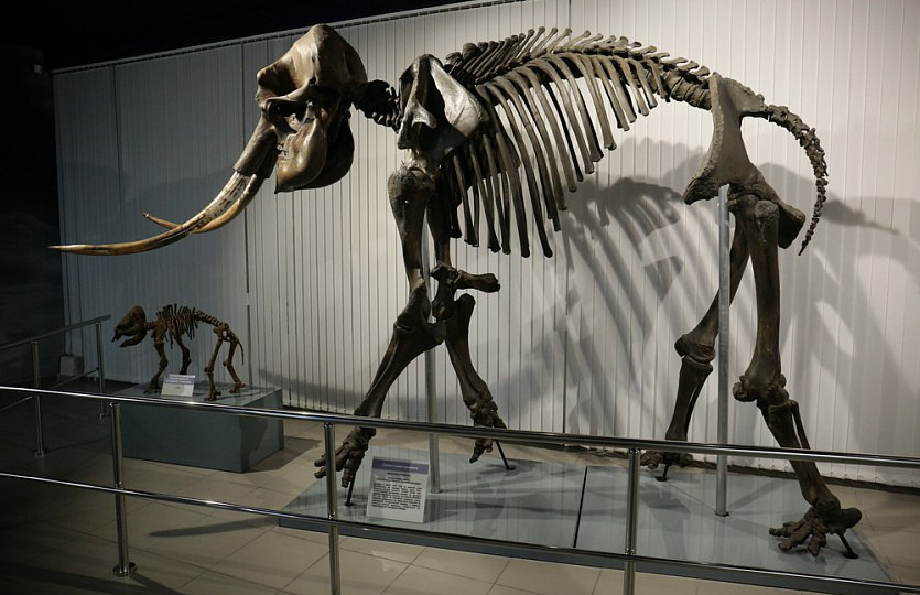 Редкие и необычные экспонаты новосибирских музеев