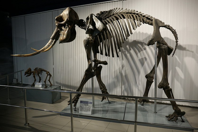 Мамонта нашли в Новосибирской области