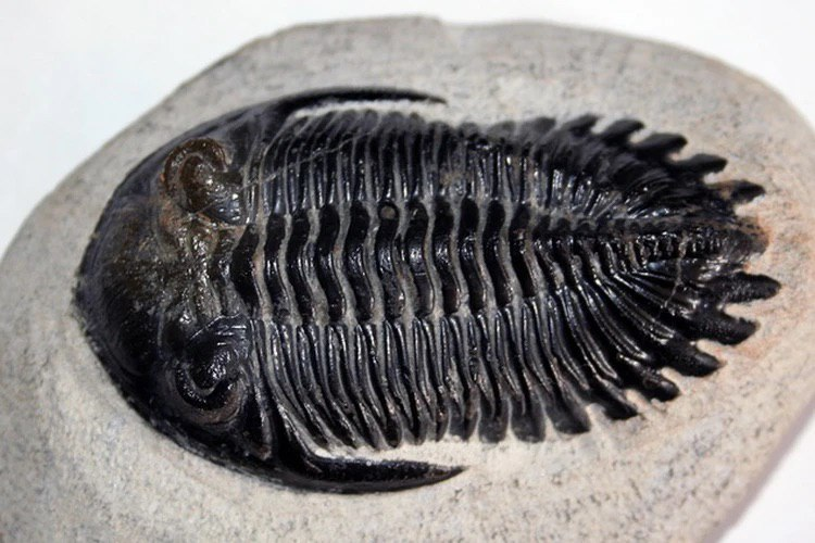 Вот такие предки жили 250 млн лет назад на месте современного Новосибирска