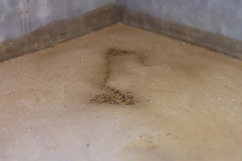    Плесень. Фото: pxhere