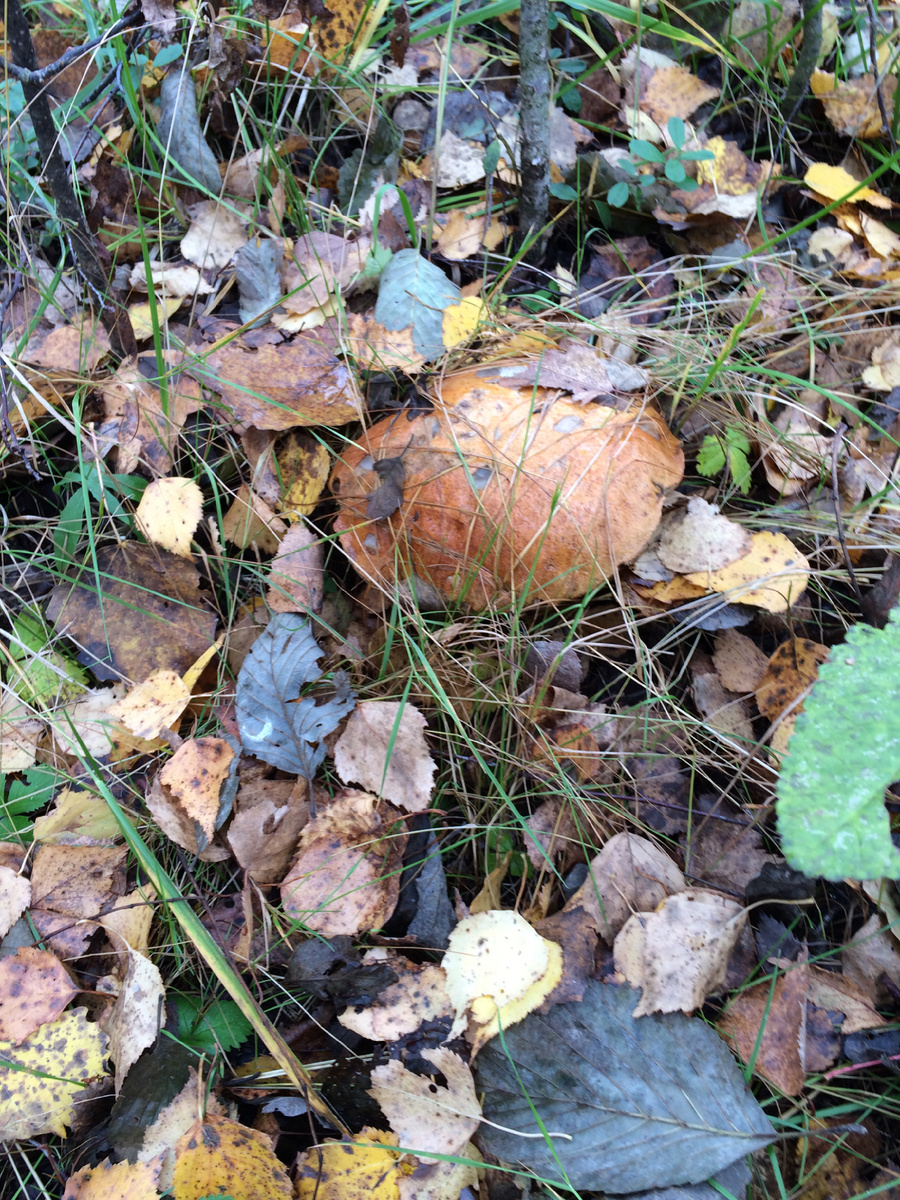 Фото из архива автора: сделано на тихой охоте