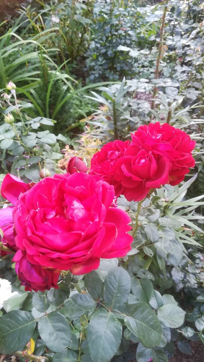 Каприция Ренессанс