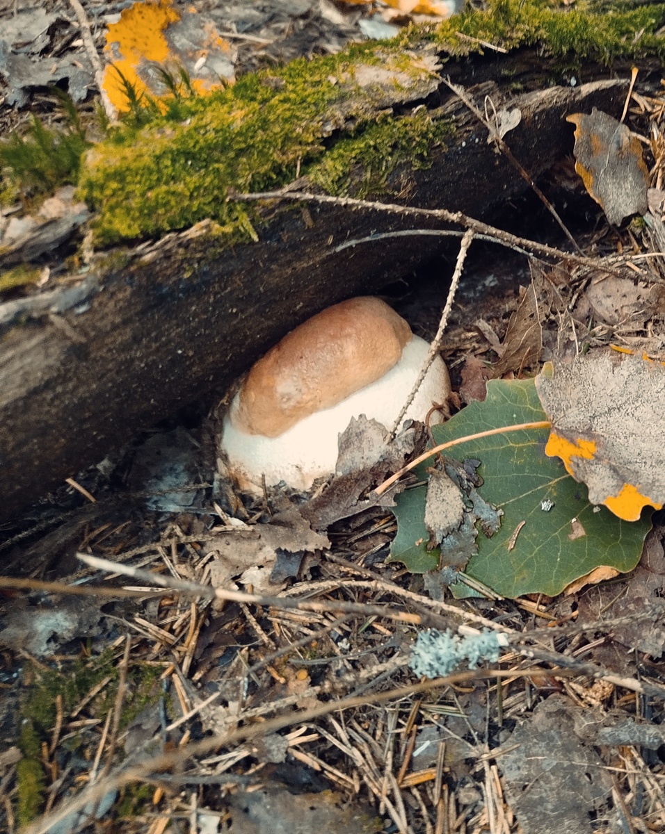 Подосиновик-силач