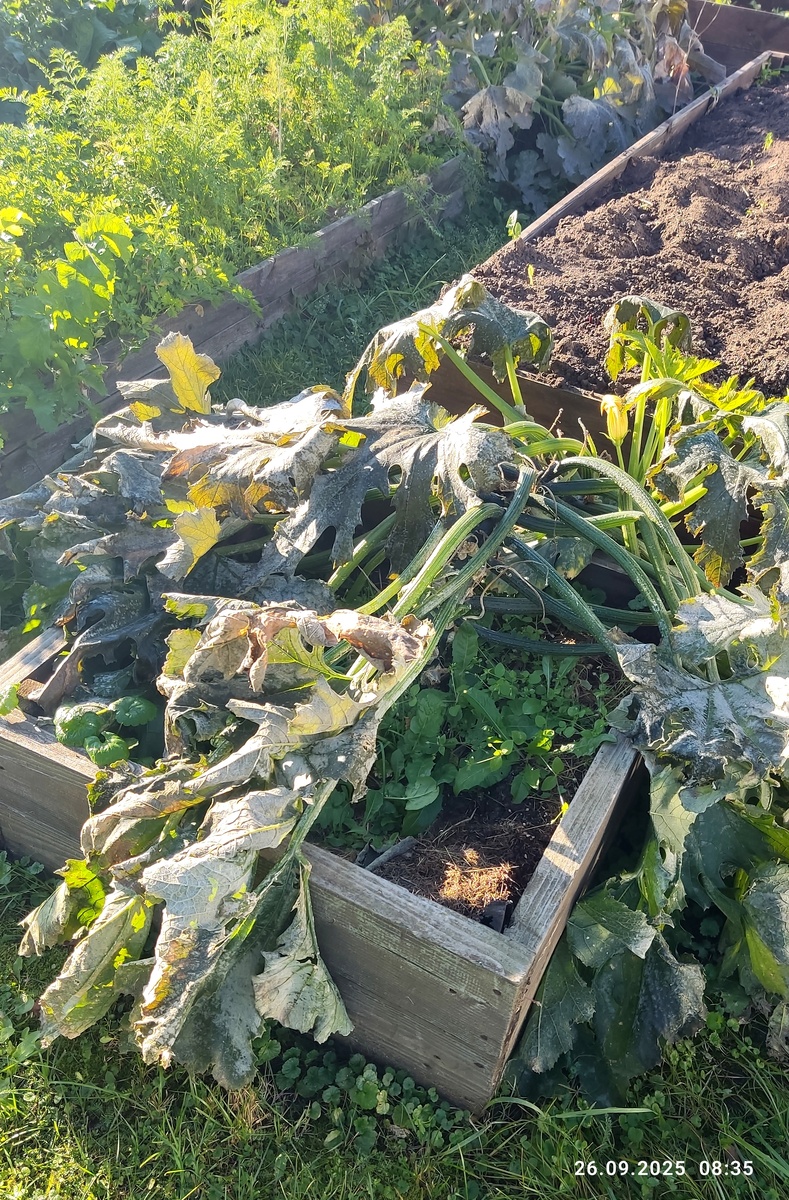 Гибрид «Диамант» - рабочая лошадка 👍🏻 При этом плоды очень долго не перерастают и не грубеют.