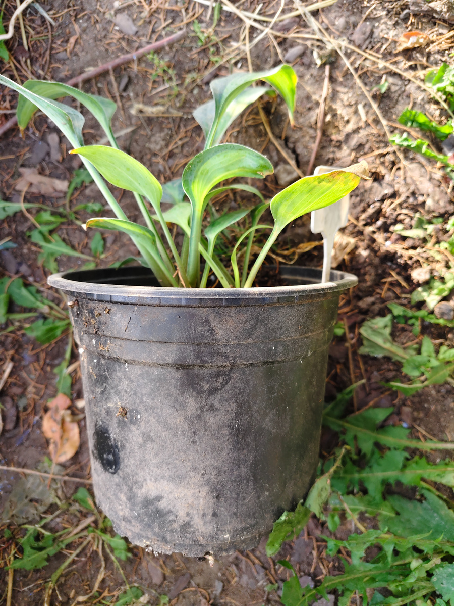 хоста в кашпо