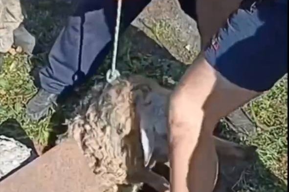    Фото: скрин видео ТГ-канала "Спасатели МАСС"