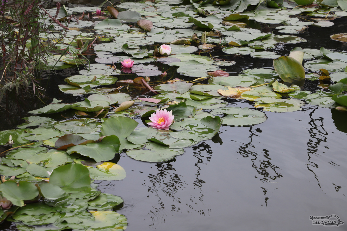    Фото: Анастасия Сибирякова © ИА «Уральский меридиан»