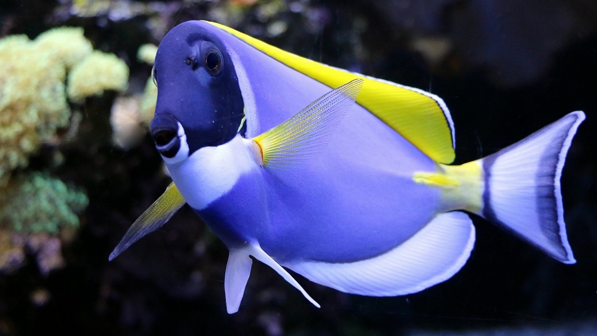 Фото с сайта: https://www.zastavki.com/eng/Animals/Under_water/wallpaper-163000-23.htm