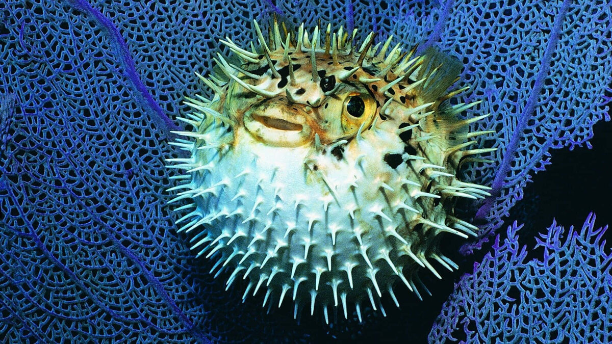 Фото с сайта: https://wallpapers.com/wallpapers/inflated-pufferfish-amidst-coral-reefs-jpg-9cu9oiwj6xxs7pyb.html