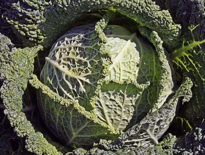 Капуста савойская
