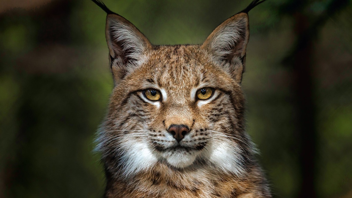 Фото с сайта: https://cdn.expothemes.com/themes/lynx-windows-theme