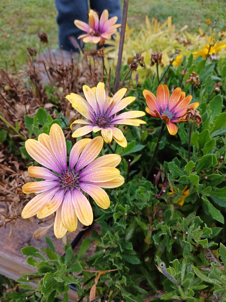 Ботанический сад МГУ  , сентябрь 2025г