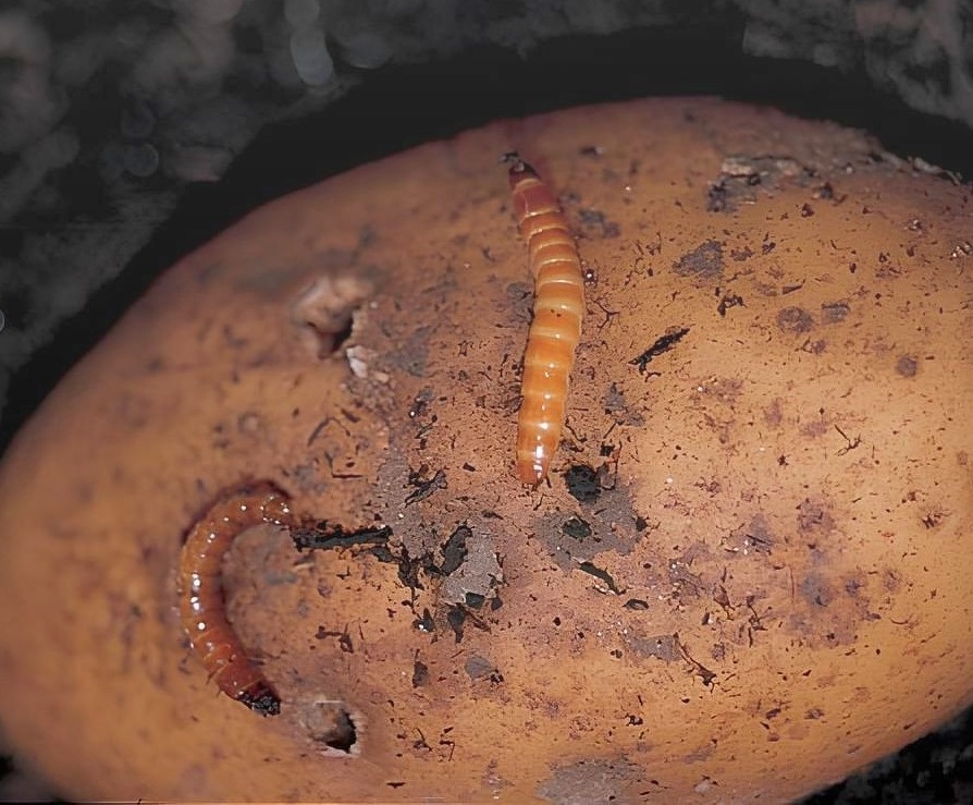 Фото: взято из свободных источников яндекс картинок