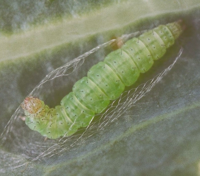 Фото: взято из свободных источников яндекс картинок