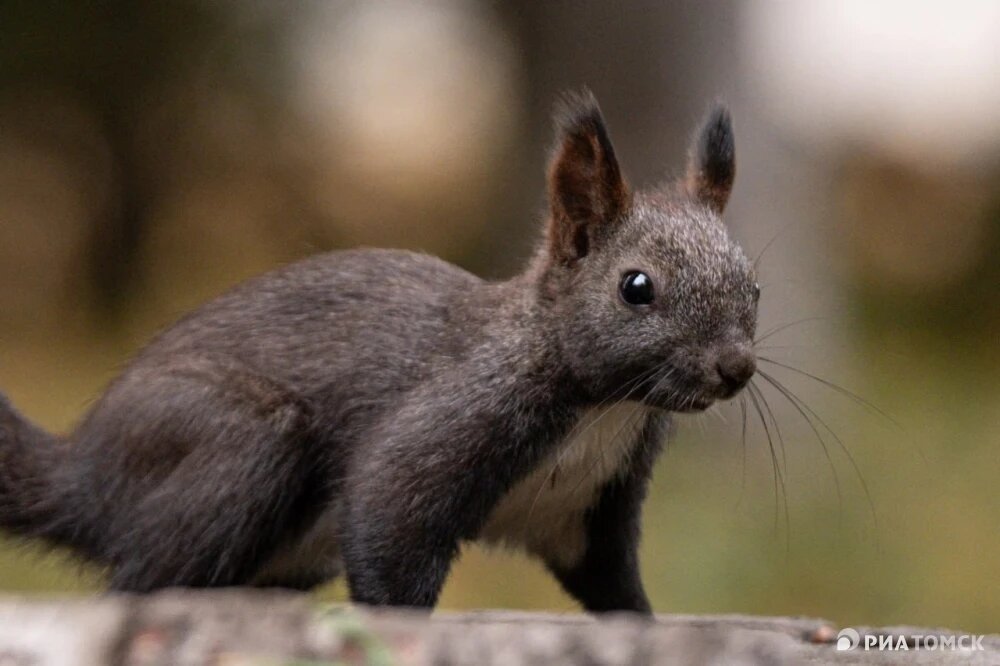    Белка, © РИА Томск. Никита Гольцов