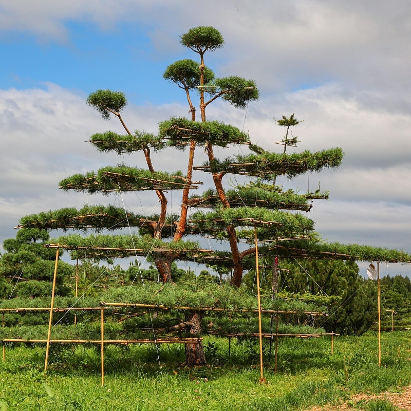 Процесс формирования ниваки занимает несколько лет. Здесь видно как ветки отгибают от ствола при помощи специальных растяжек. Фото из открытых источников.