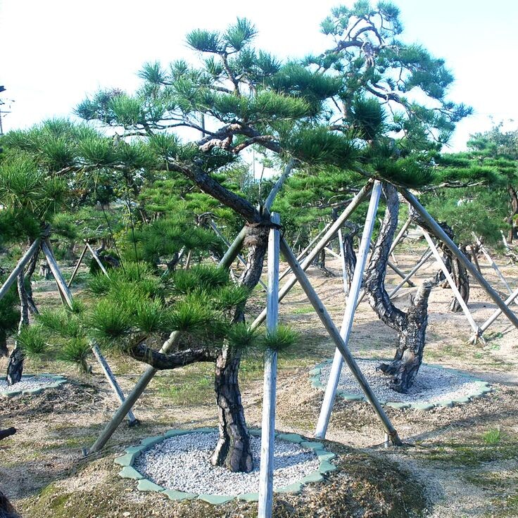 Фото из открытых источников.