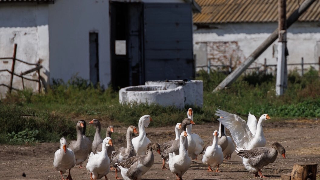    Фото: Сергей Елагин/Globallookpress.