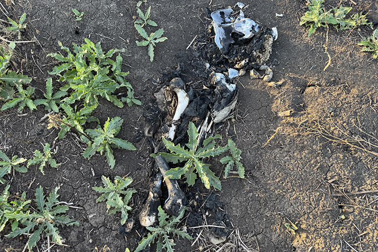    Самое тяжелое и в моральном, и в физическом плане — вынос погибших с поля боя.   
Фото предоставлено медиком группировки «Север» с позывным «Берег»