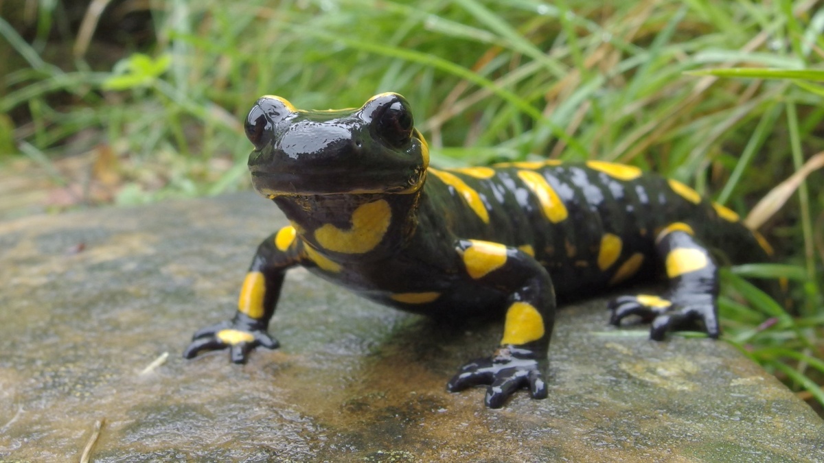 Фото с сайта: https://nhpbs.org/pressroom/release_detail.asp?showid=3013&hp_id=6694