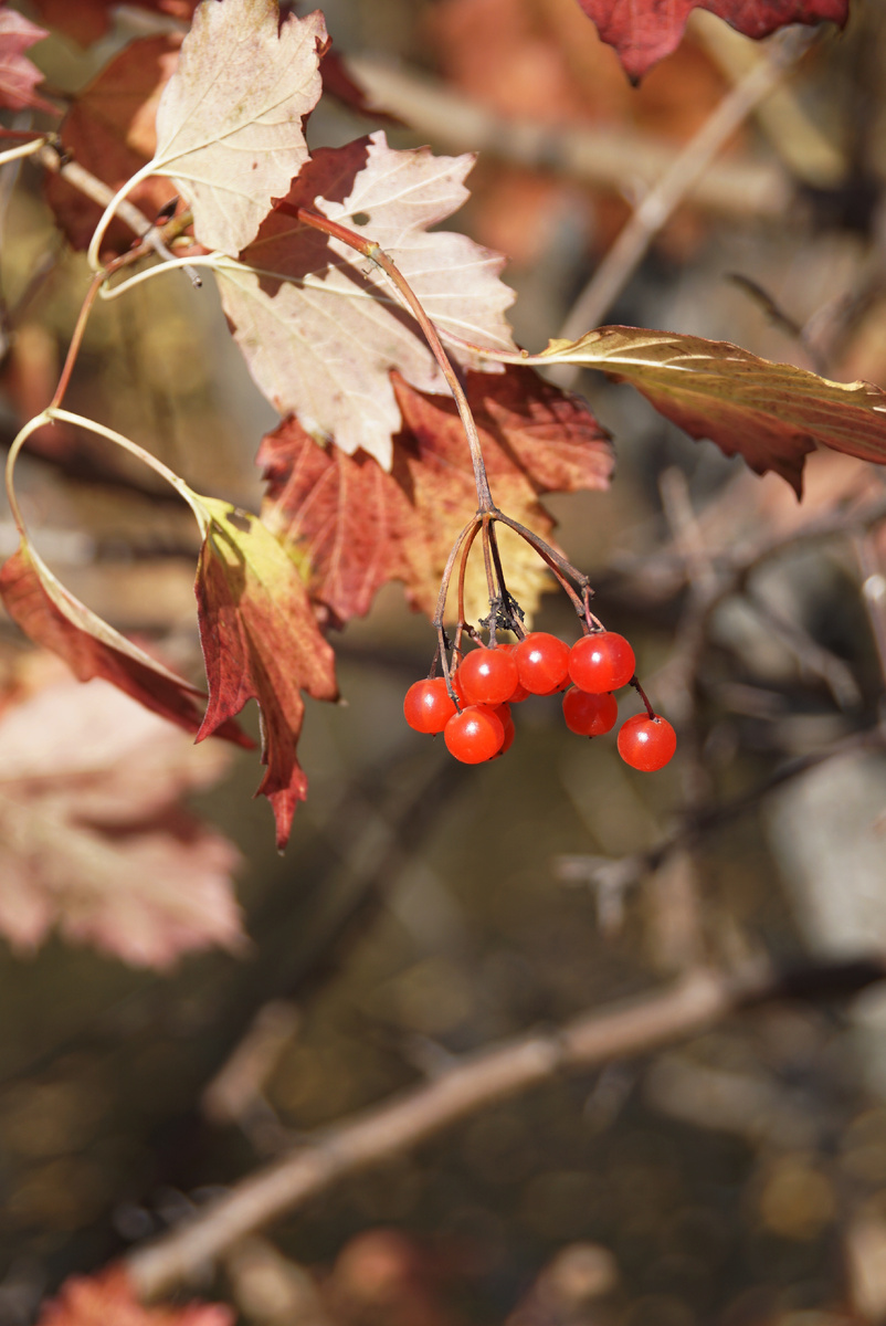 бабье лето.все фото подборки сделаны автором статьи