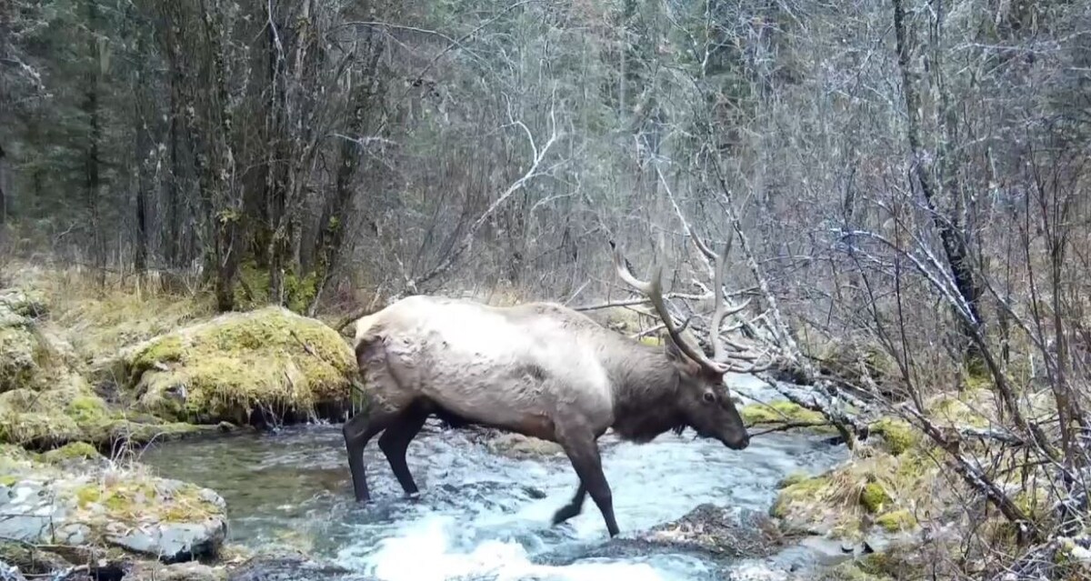     В Саяно-Шушенском заповеднике опубликовали видеоподборку с местными обитателями