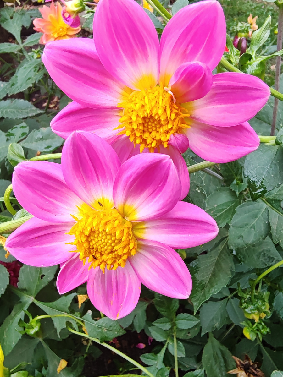 Мои цветочки в деревне 