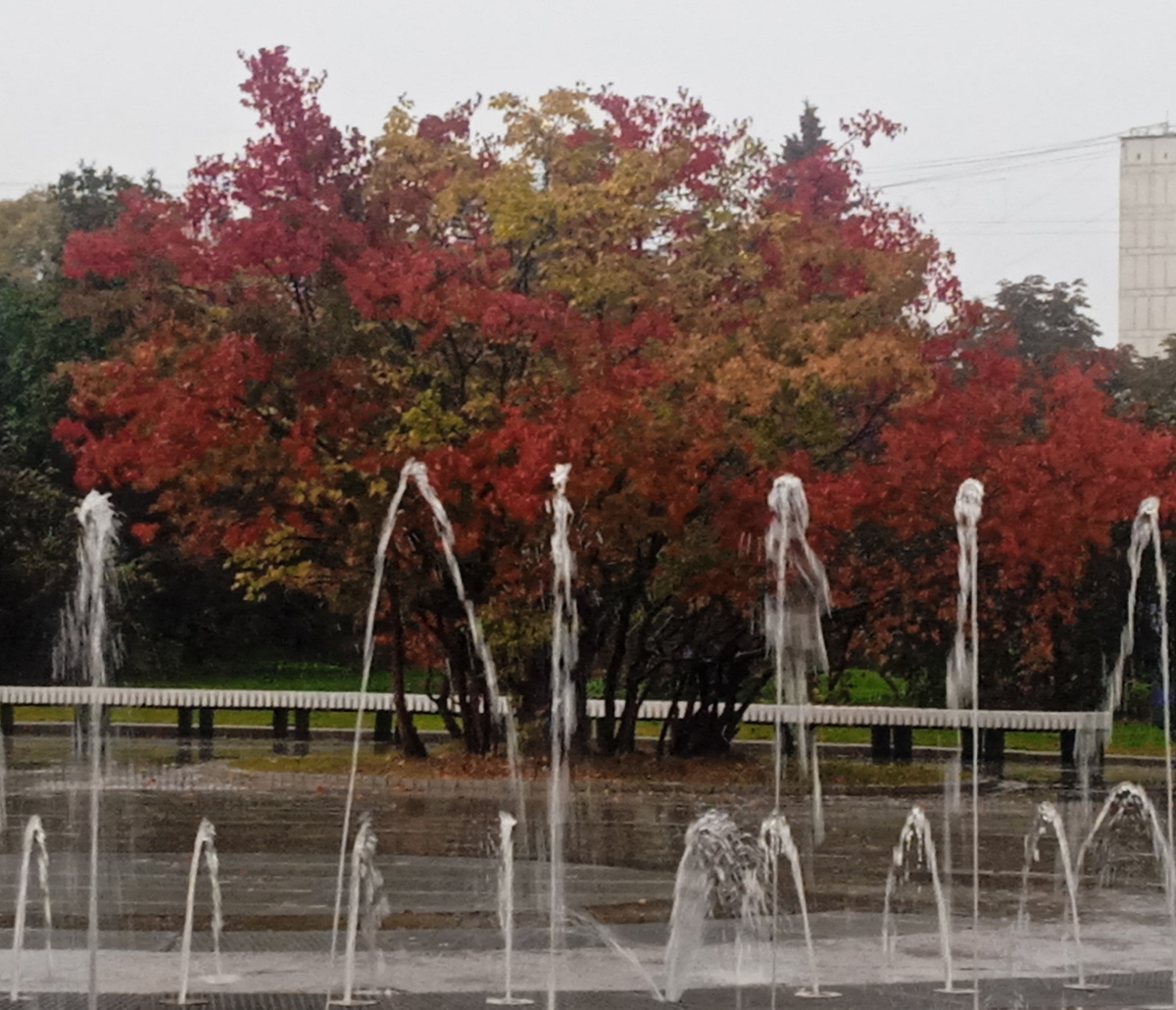 Ливень, фонтан и осеннее дерево. Фото автора.