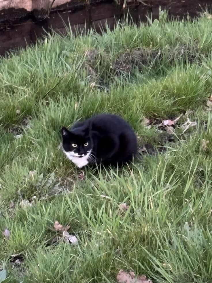 Черныш в ожидании.