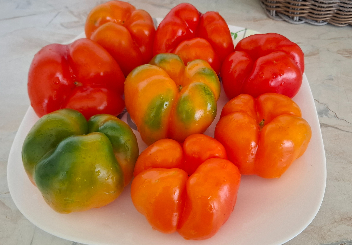 Вот такие красавчики. Перцы кругленькие, похожи на сорт "Гогошары". Семена из перцев, купленных зимой в магазине.