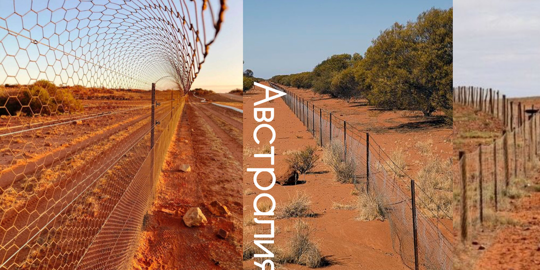 Самый длинный забор на Земле: что скрывает австралийская стена против динго
