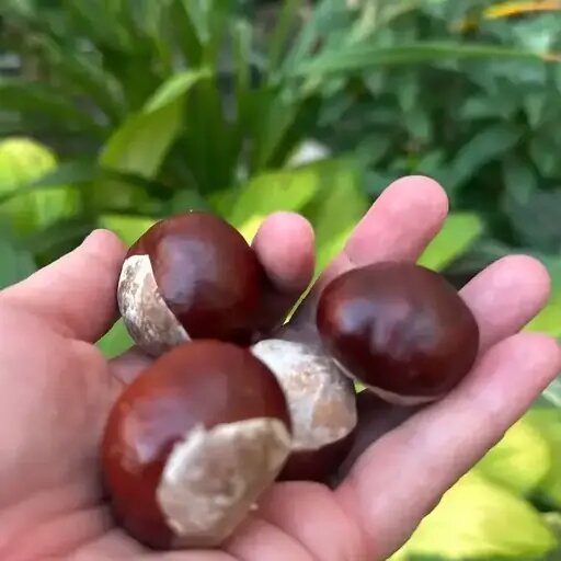   Расскажем, как прорастить каштан Мария Казённова