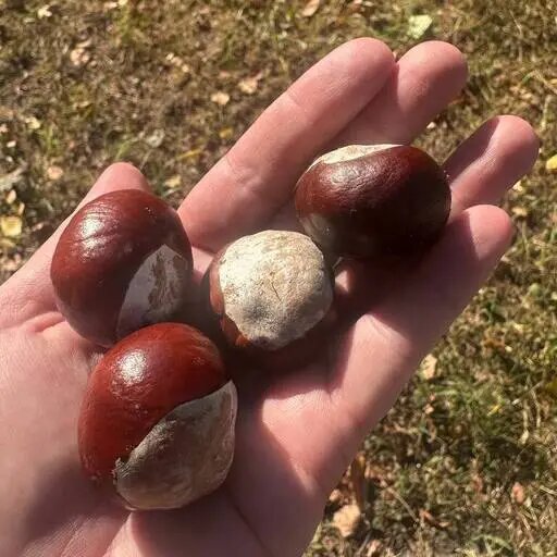   Как вырастить каштан. Сбор материала Мария Казённова