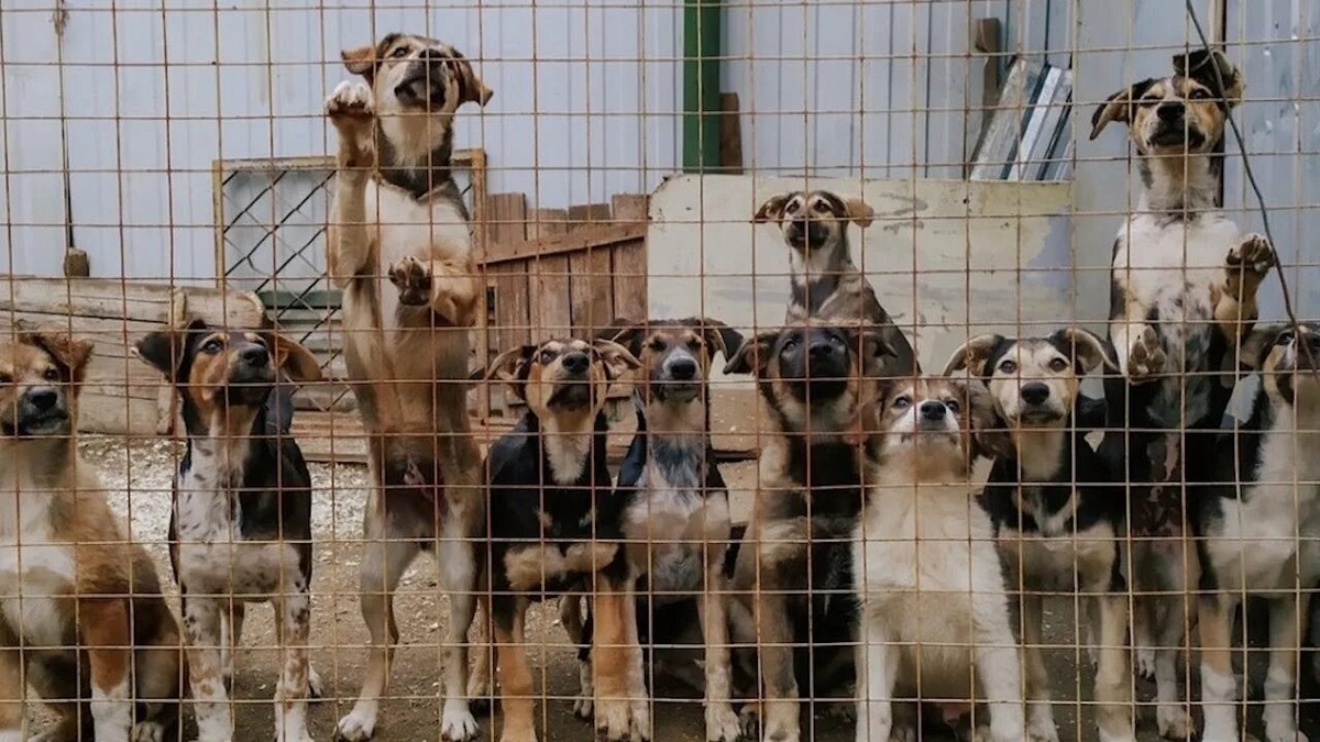 Из открытых источников 