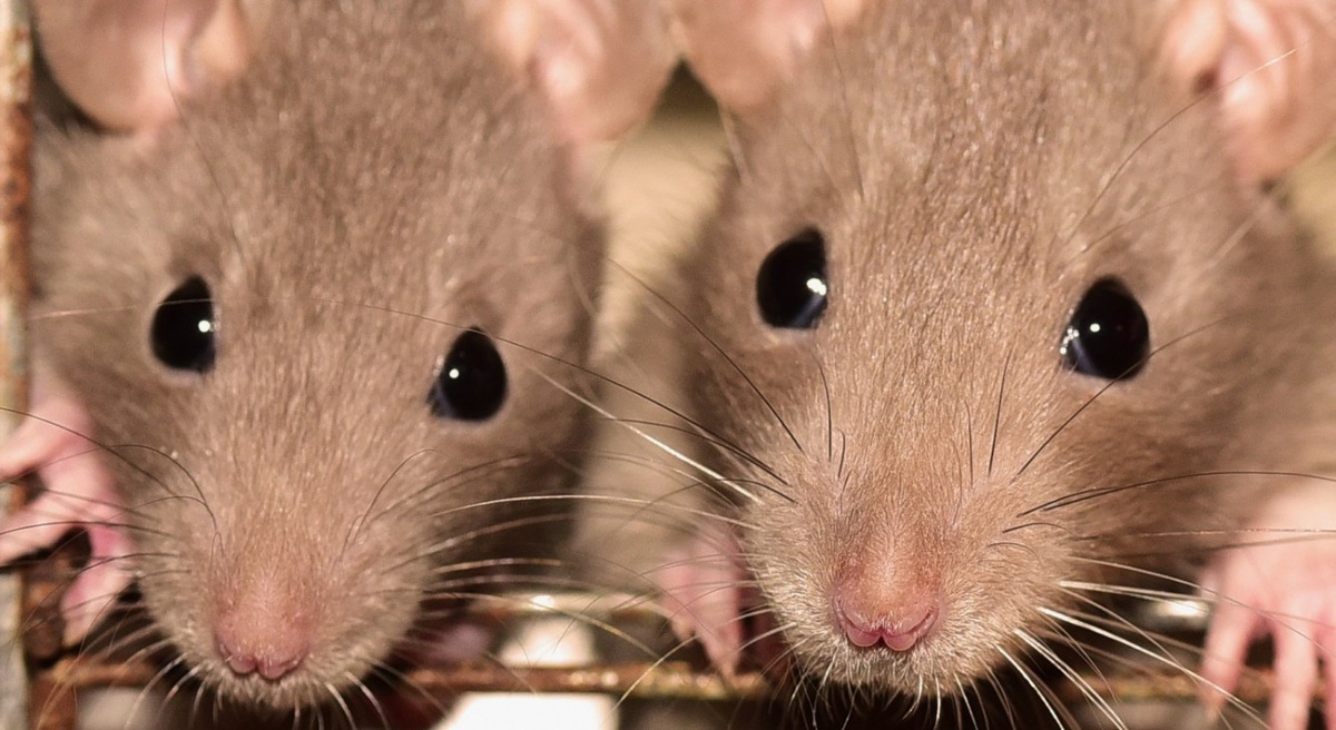 На фото: Крысы не терпят одиночества