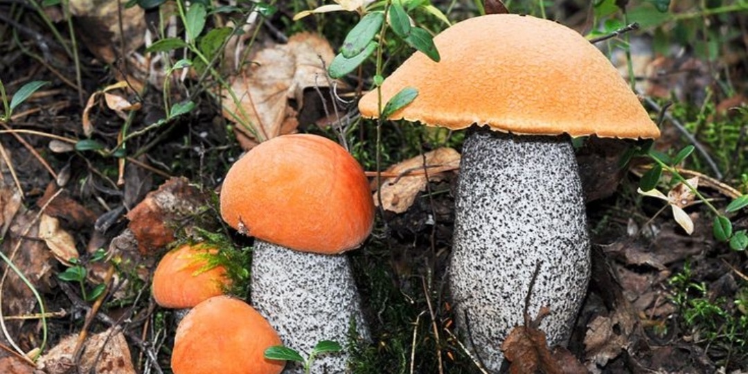 Рано еще прятать корзинки. Пять видов грибов которые можно собирать в октябре в Подмосковье