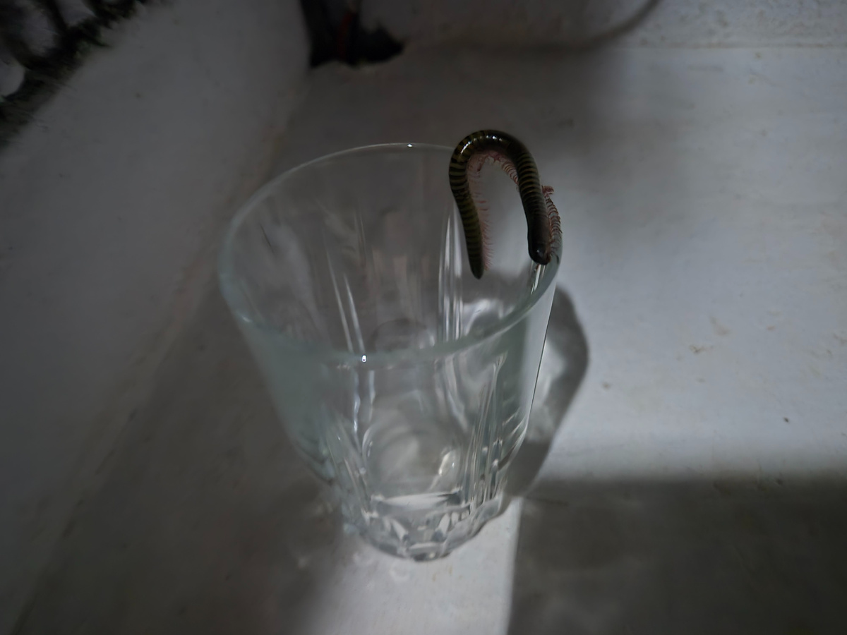 ночной визитёр. Нуси бе, Мадагаскар