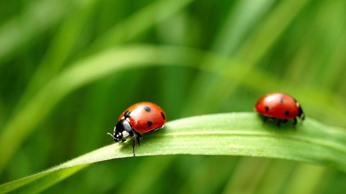    Фото: Revilo Lessen/Shutterstock/Fotodom