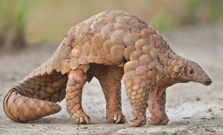 Панголин — "Дракон", рождённый Землёй