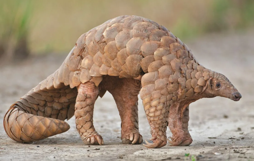 Шар-щит — при опасности панголин сворачивается в идеальный шар, и даже лев или тигр не могут разорвать его броню.