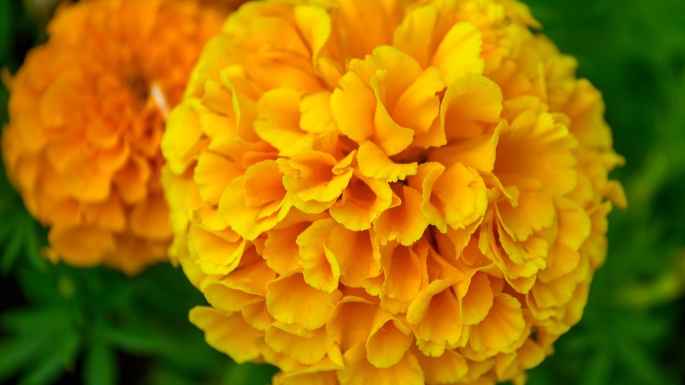 Секрет садоводов: почему бархатцы нужно сеять осенью, а не весной