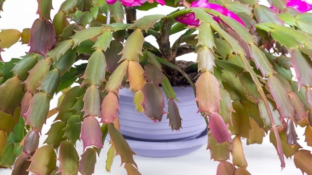 Красноватые края сегментов в октябре - признак готовности к периоду покоя