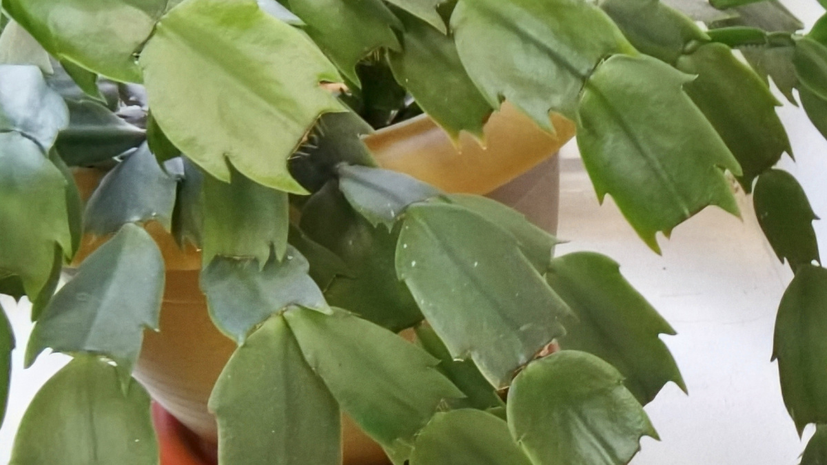 Типичная картина октября - декабрист выглядит здоровым, но бутонов нет